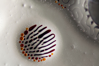 Illustration for article titled Science Photographer Reveals Beauty of the Microscopic World